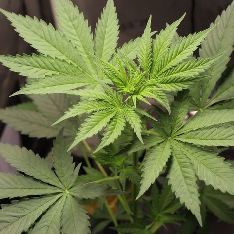 Hindu Kush growlog timeline photo