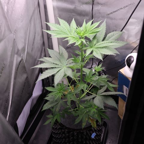 Hindu Kush growlog timeline photo