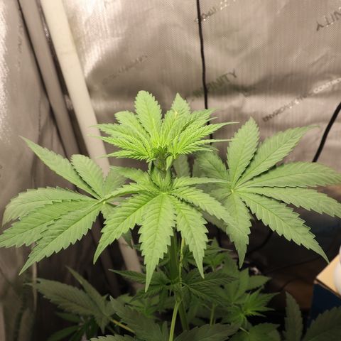 Hindu Kush growlog timeline photo