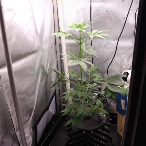 Hindu Kush growlog timeline photo