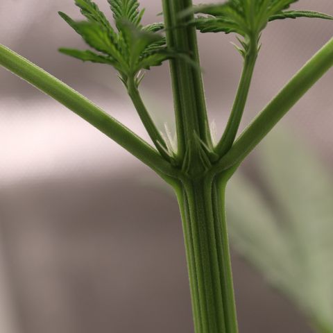 Hindu Kush growlog timeline photo