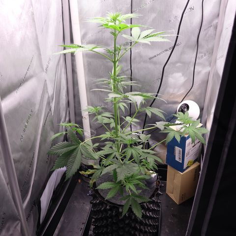Hindu Kush growlog timeline photo