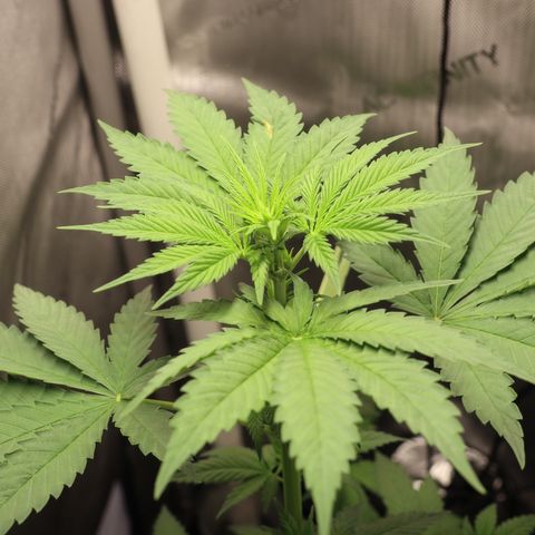 Hindu Kush growlog timeline photo