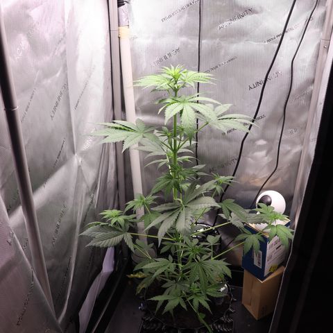 Hindu Kush growlog timeline photo