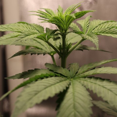 Hindu Kush growlog timeline photo