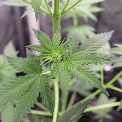 Hindu Kush growlog timeline photo