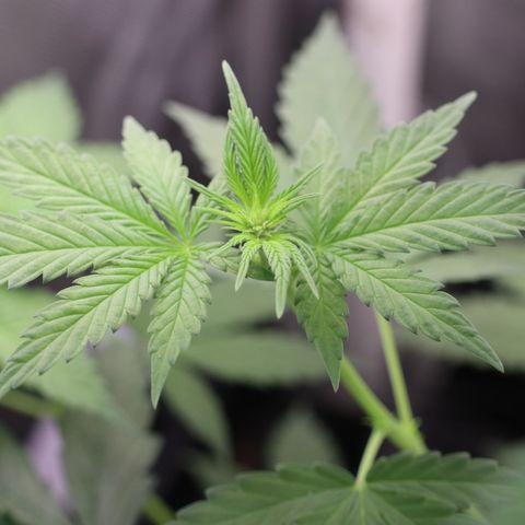 Hindu Kush growlog timeline photo