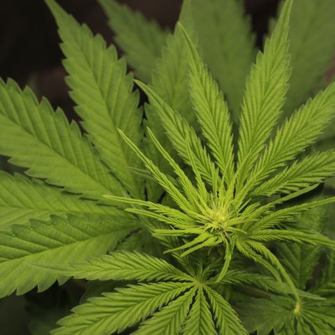 Hindu Kush growlog timeline photo