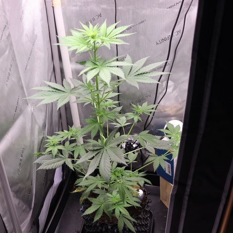 Hindu Kush growlog timeline photo