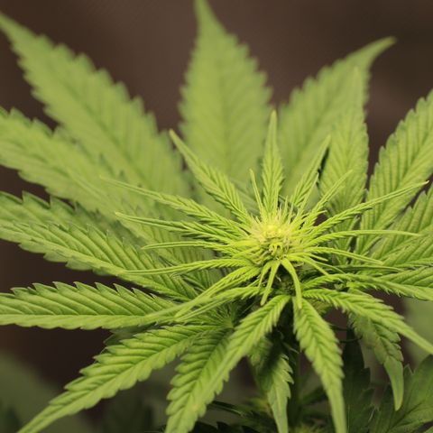 Hindu Kush growlog timeline photo