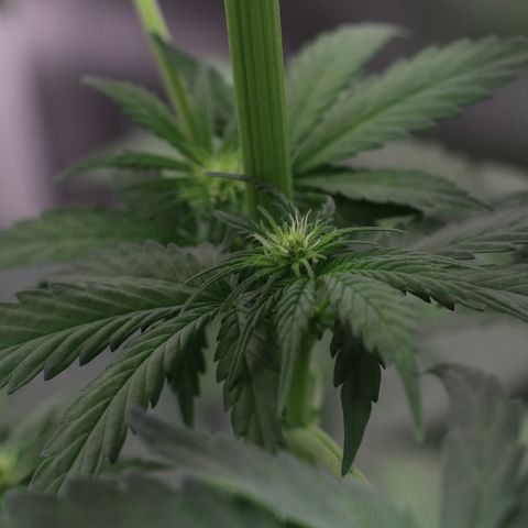 Hindu Kush growlog timeline photo
