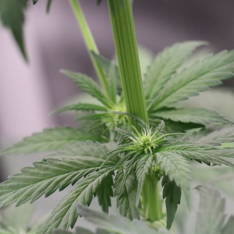 Hindu Kush growlog timeline photo