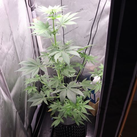 Hindu Kush growlog timeline photo