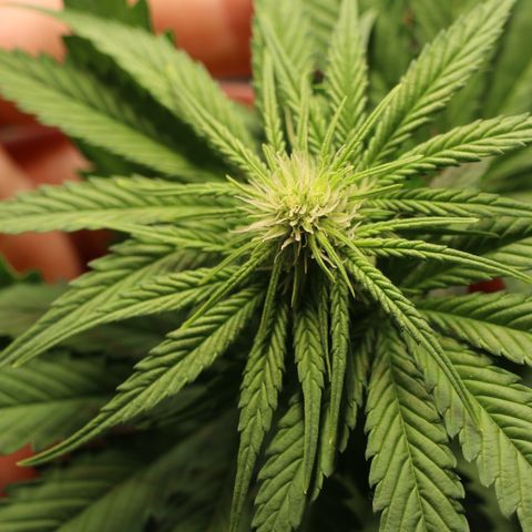 Hindu Kush growlog timeline photo