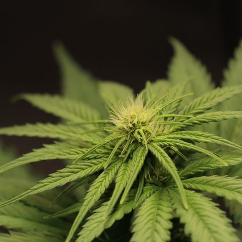 Hindu Kush growlog timeline photo