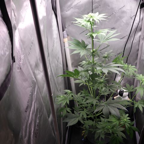 Hindu Kush growlog timeline photo