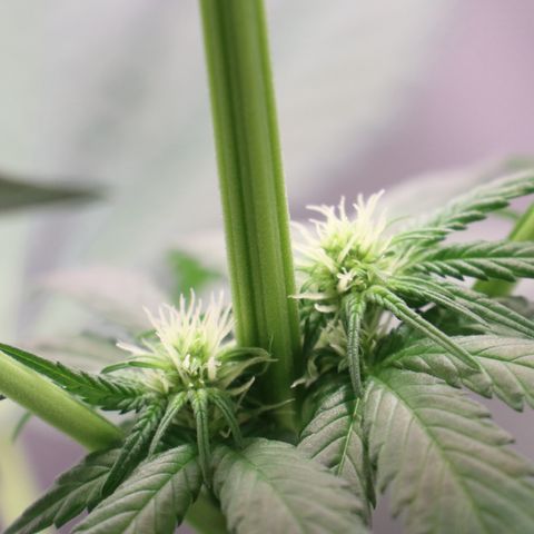 Hindu Kush growlog timeline photo