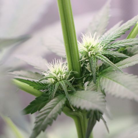 Hindu Kush growlog timeline photo