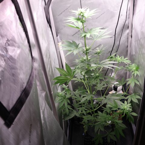 Hindu Kush growlog timeline photo