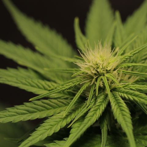 Hindu Kush growlog timeline photo