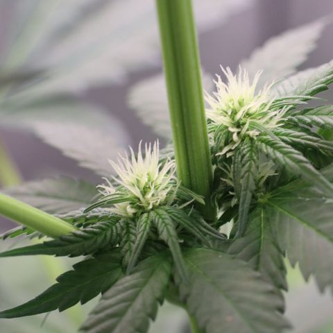 Hindu Kush growlog timeline photo