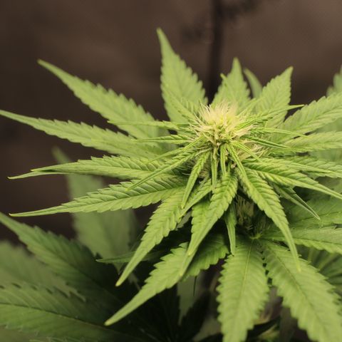 Hindu Kush growlog timeline photo