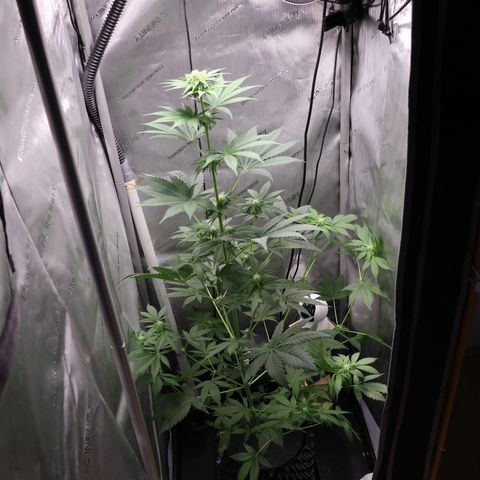 Hindu Kush growlog timeline photo