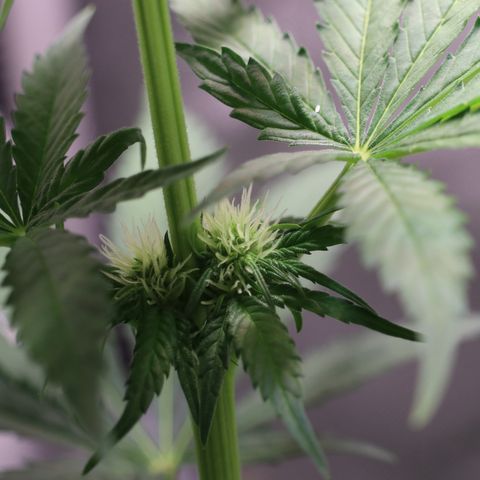 Hindu Kush growlog timeline photo