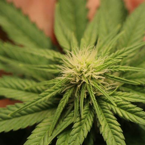 Hindu Kush growlog timeline photo