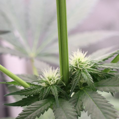 Hindu Kush growlog timeline photo
