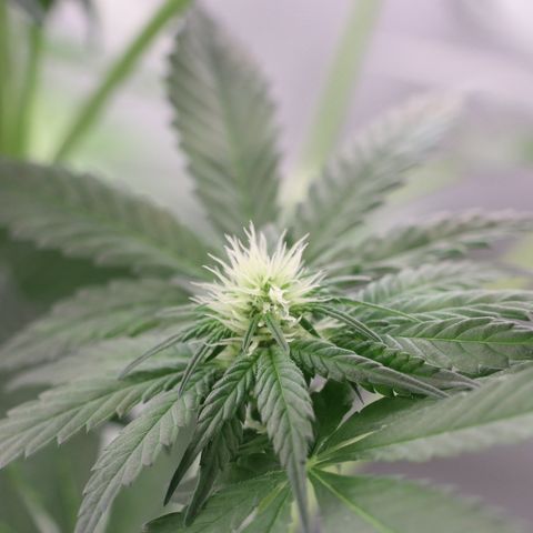 Hindu Kush growlog timeline photo