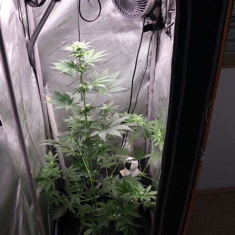 Hindu Kush growlog timeline photo