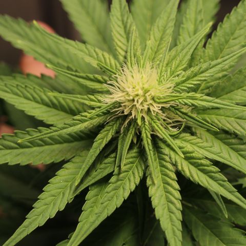 Hindu Kush growlog timeline photo