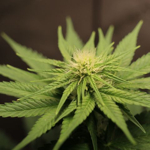 Hindu Kush growlog timeline photo