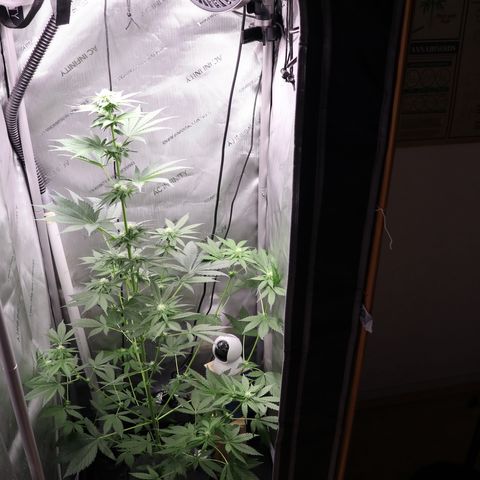 Hindu Kush growlog timeline photo