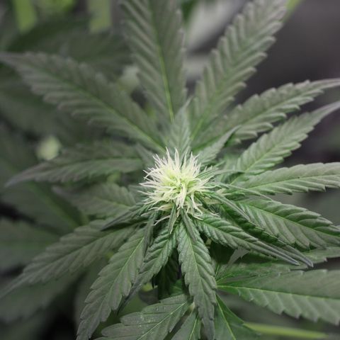 Hindu Kush growlog timeline photo