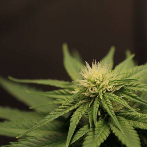 Hindu Kush growlog timeline photo