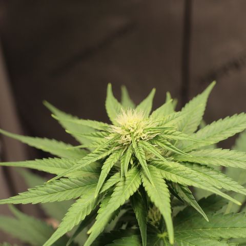 Hindu Kush growlog timeline photo