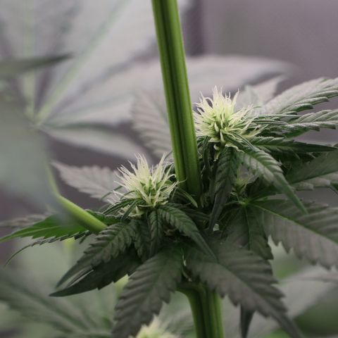 Hindu Kush growlog timeline photo