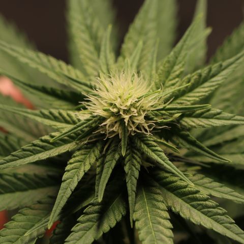 Hindu Kush growlog timeline photo