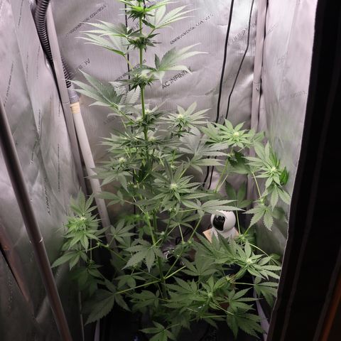 Hindu Kush growlog timeline photo