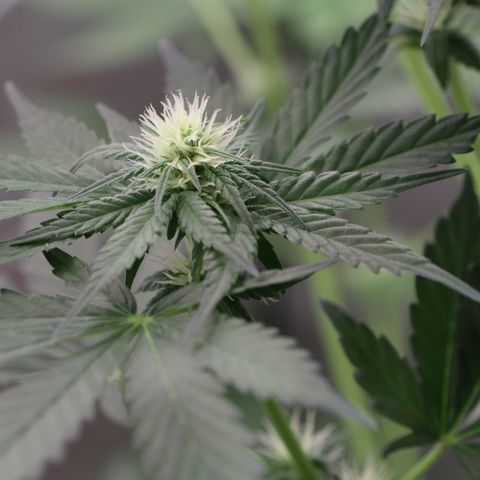 Hindu Kush growlog timeline photo