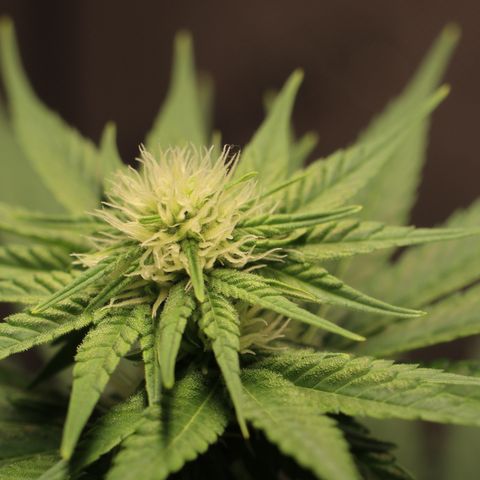 Hindu Kush growlog timeline photo