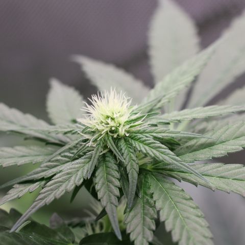 Hindu Kush growlog timeline photo