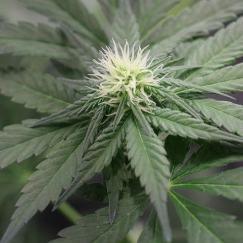 Hindu Kush growlog timeline photo