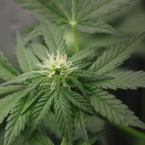 Hindu Kush growlog timeline photo