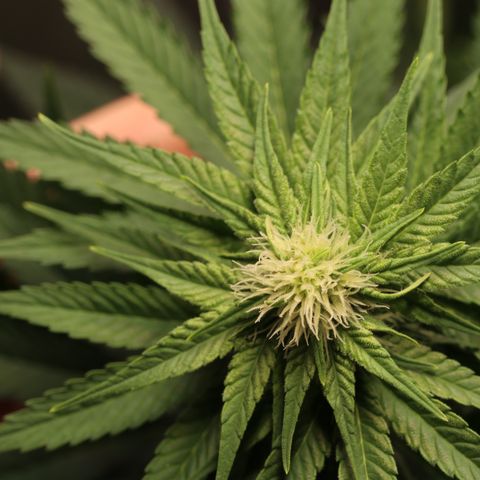 Hindu Kush growlog timeline photo