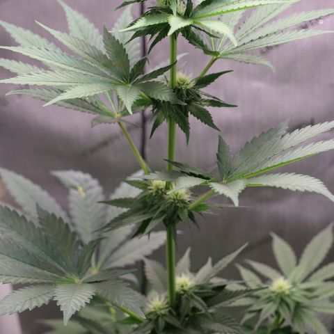 Hindu Kush growlog timeline photo
