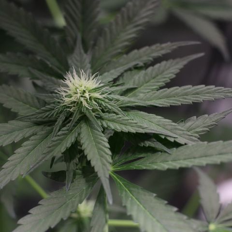 Hindu Kush growlog timeline photo