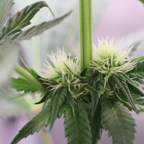 Hindu Kush growlog timeline photo